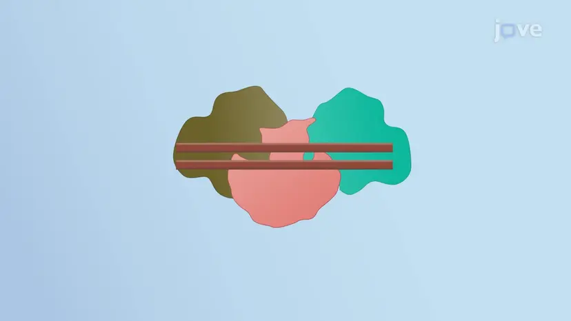 RNA干渉