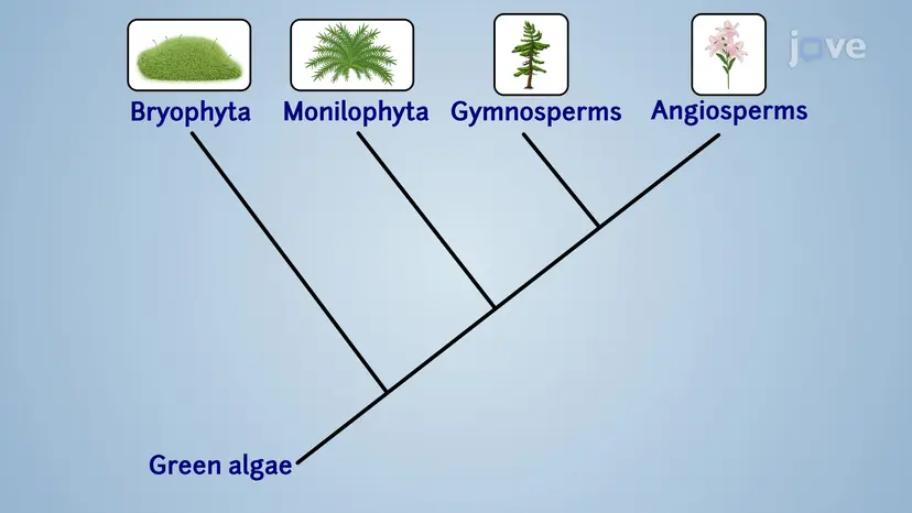 植物の多様性の紹介