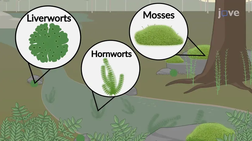 非維管束の種無し植物