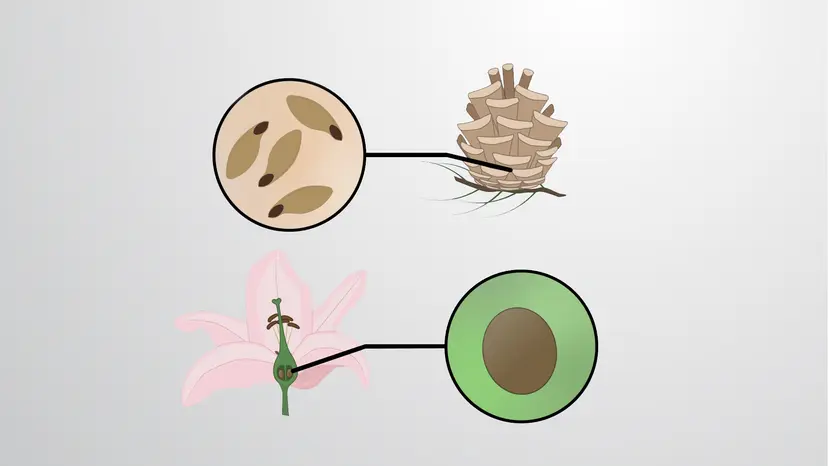 種子植物の紹介