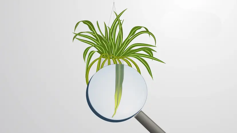 植物栄養学のキーとなる要素