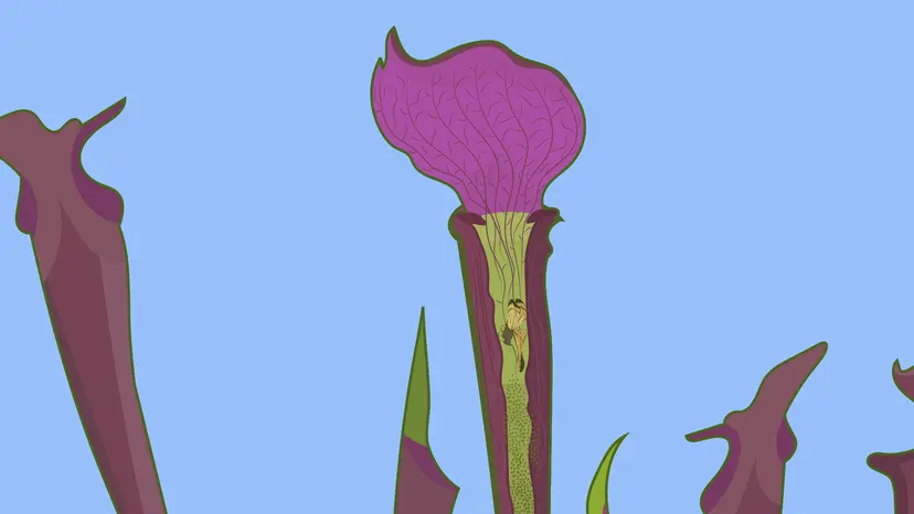 着生植物、寄生植物、食虫植物