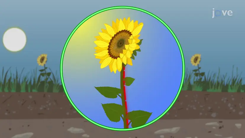 植物ホルモン
