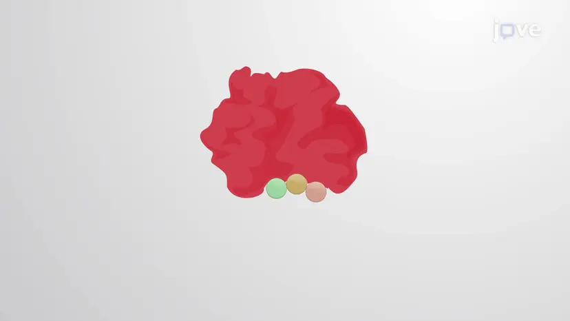 酵素