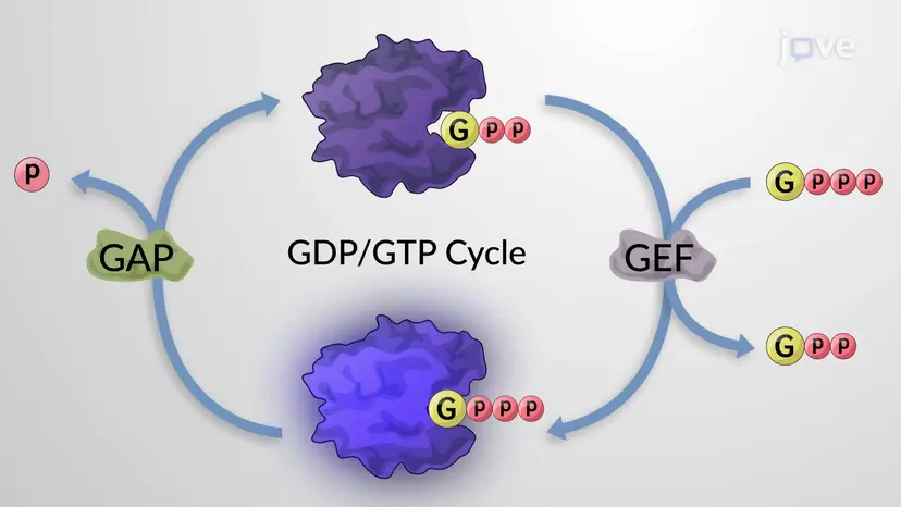 GTPアーゼとその規制