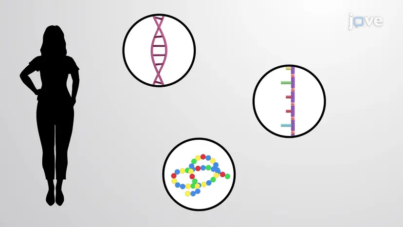 遺伝的テンプレートとしてのDNA
