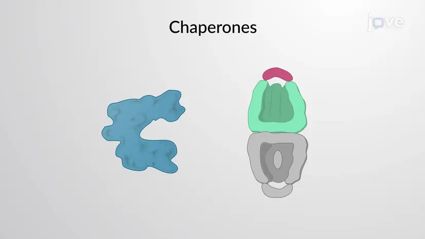 分子シャペロンとタンパク質フォールディング
