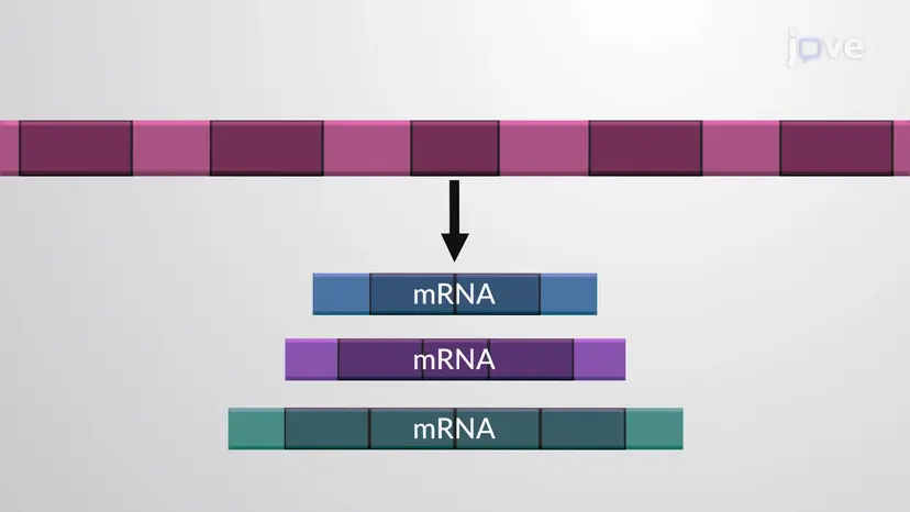 選択的RNAスプライシング