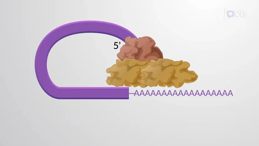 mRNAの安定性と遺伝子発現