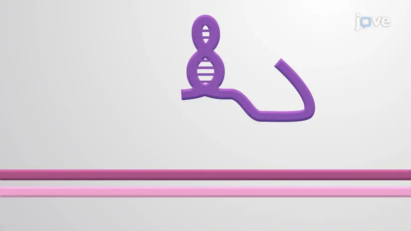 lncRNA - 長鎖ノンコーディングRNA