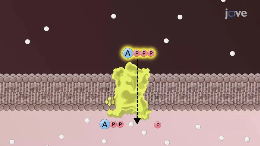 ADP/ATPキャリアタンパク質
