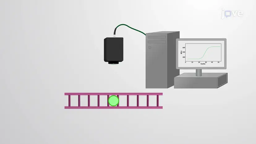 リアルタイムRT-PCR