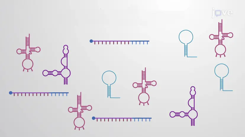 RNA-seq(英語)
