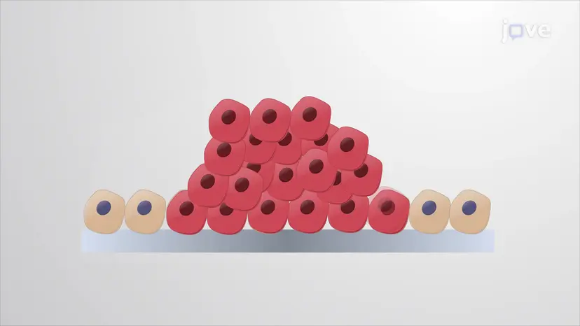 がん細胞の適応メカニズム
