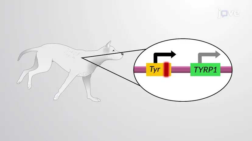 Analisi dell'epistasi
