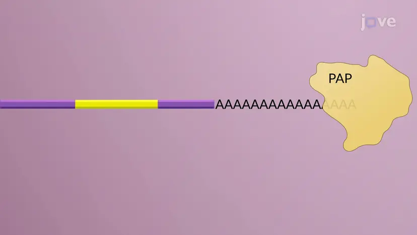 pre-mRNA プロセッシング:pre-mRNA 末端の修飾