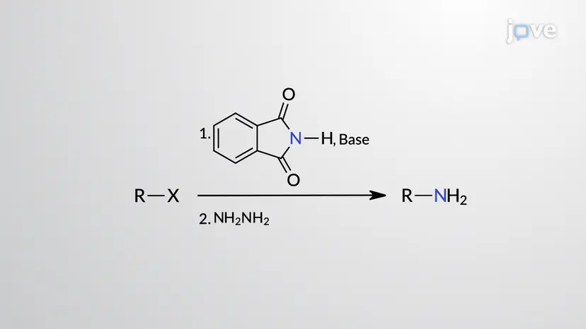 1°アミンの調製:ガブリエル合成