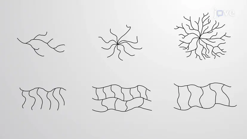 ポリマー分類:アーキテクチャ