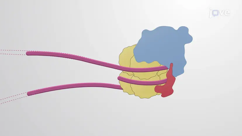 שינוי כרומטין בתאי iPS
