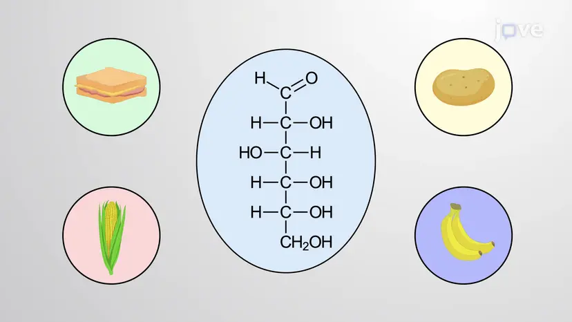 炭水化物の紹介