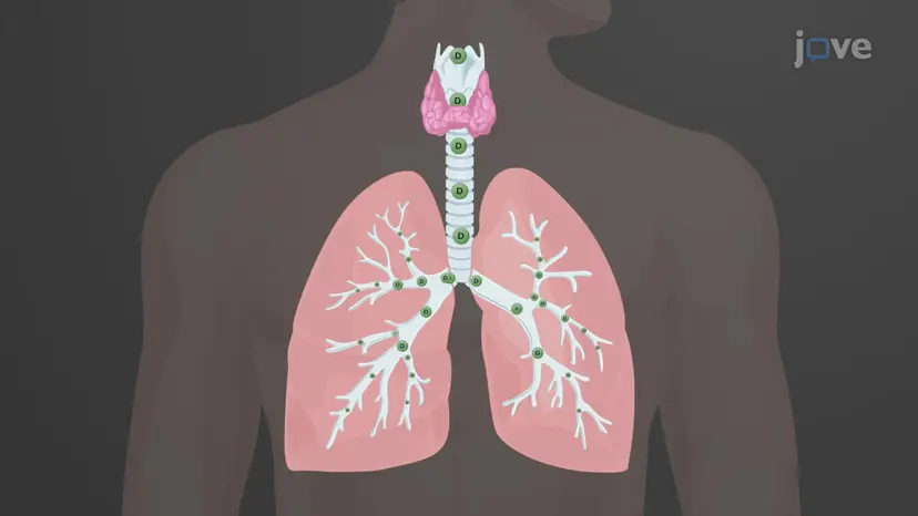 コリン作動性拮抗薬:薬理作用
