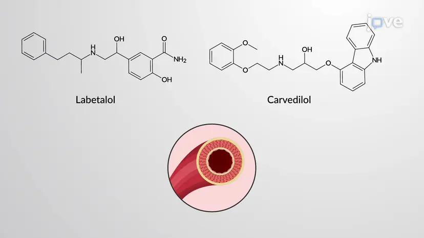 アドレナリン拮抗薬:ɑおよびβ受容体拮抗薬