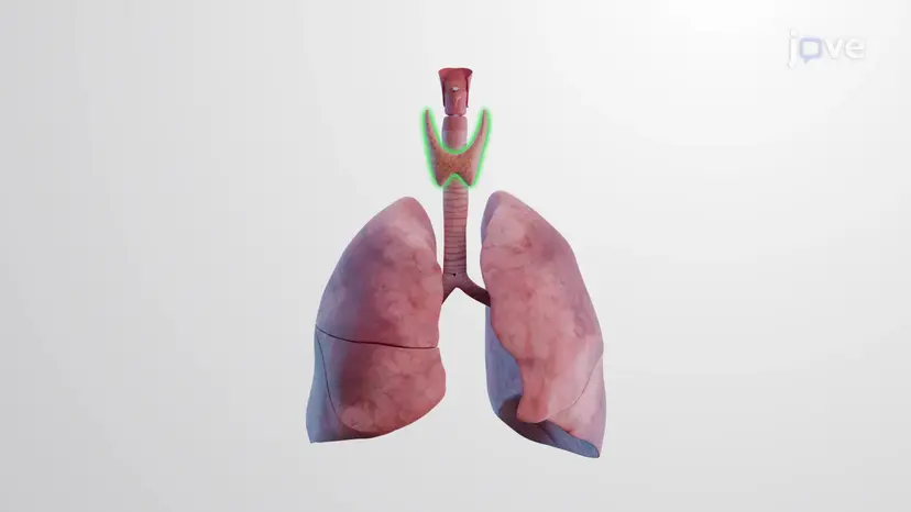 副甲状腺