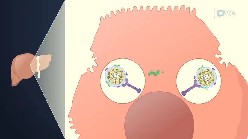 脂質低下薬: スタチンとその他の薬剤