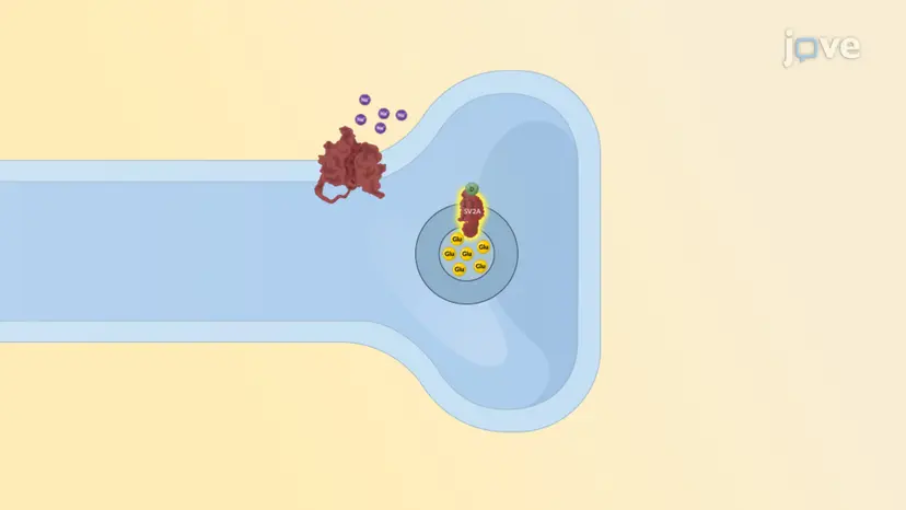 抗てんかん薬：SV2A タンパク質を介した神経伝達物質放出の調節剤