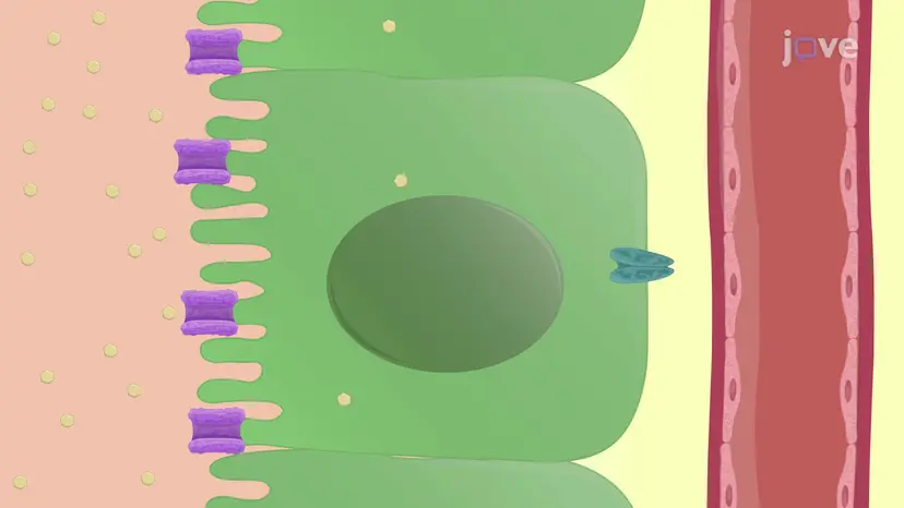 炭水化物代謝の概要