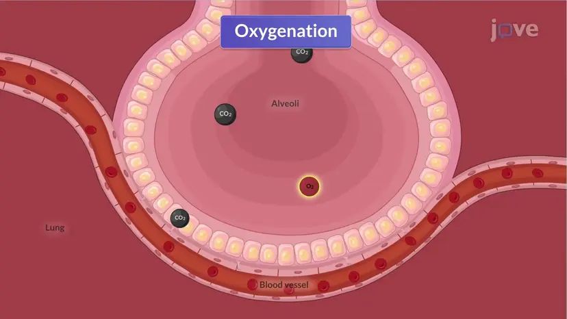 Physiology of Respiration I: Functions of the Respiratory System