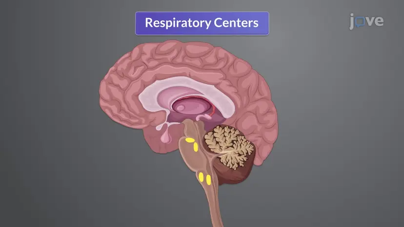 Physiology of Respiration II: Neurogenic Control of Respiration