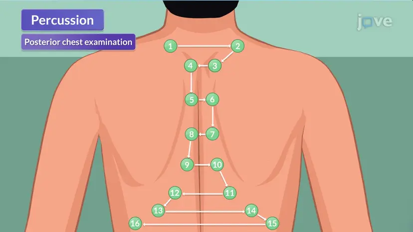 Physical Assessment of the Respiratory Tract III: Percussion