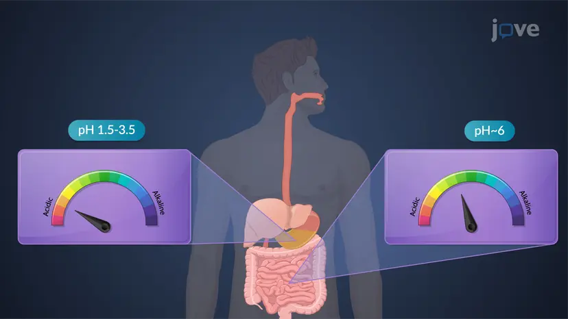 溶解性に影響する要因: 薬物の pKa、親油性、消化管 pH