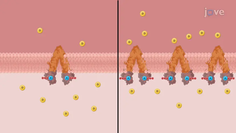 非線形薬物動態:トランスポーターの役割