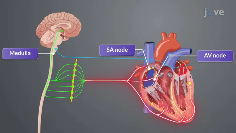 Cardiac Output I:Effect of Heart Rate on Cardiac Output