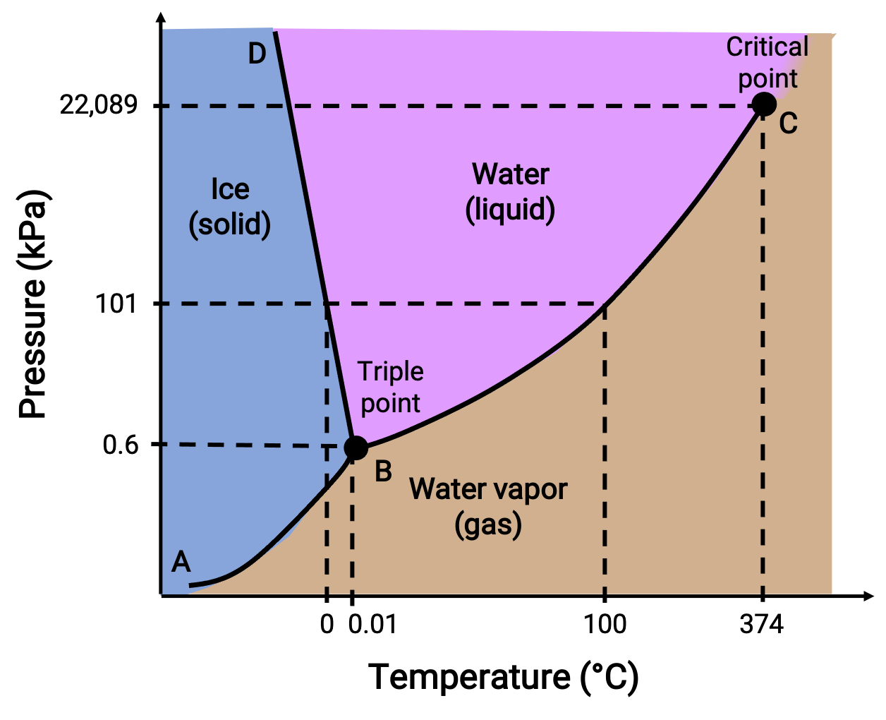 Phase diagram showing water's states: ice, liquid, vapor; includes triple and critical points.