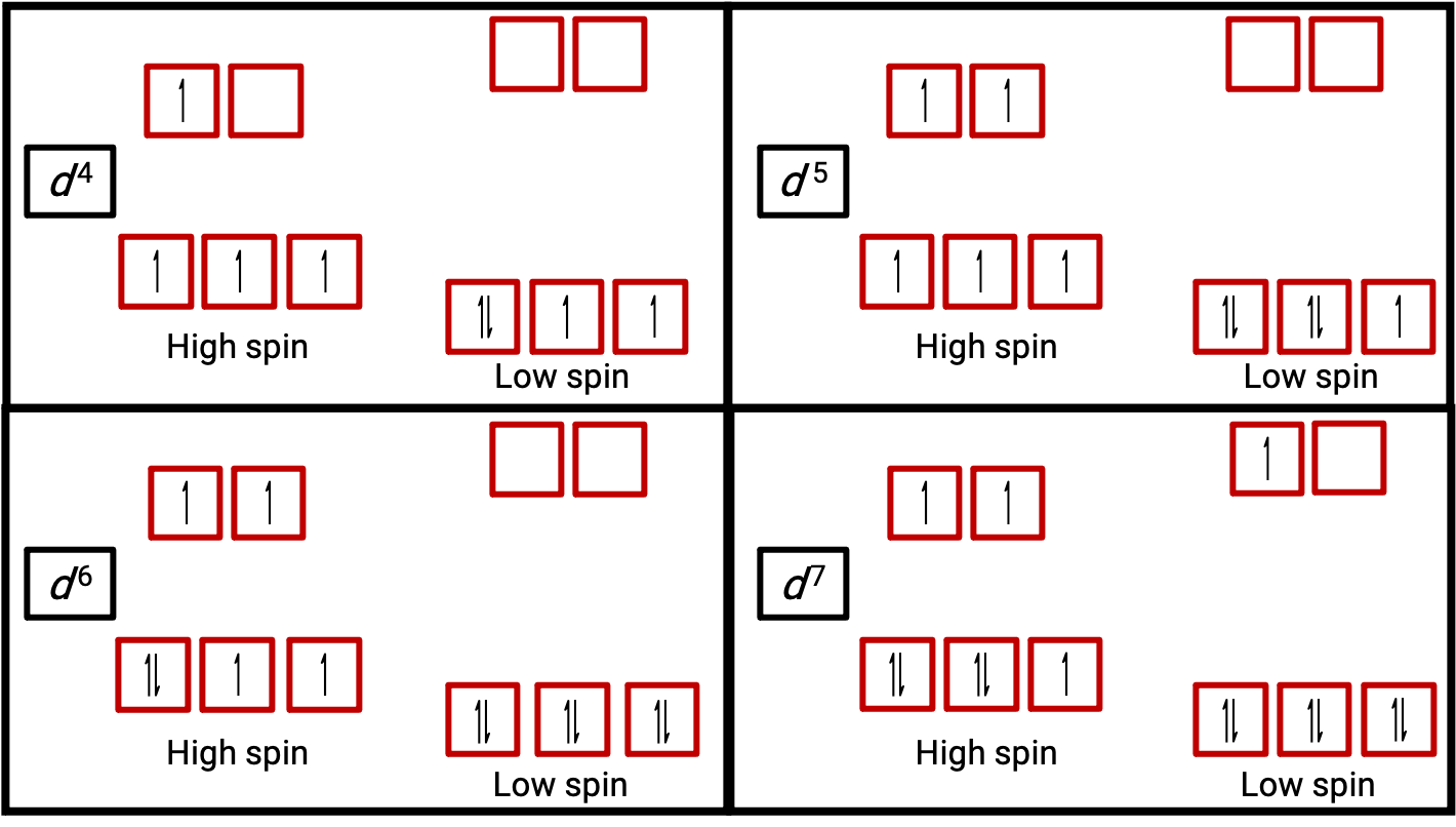Binary fission diagram illustrating prokaryotic cell division stages with DNA replication.