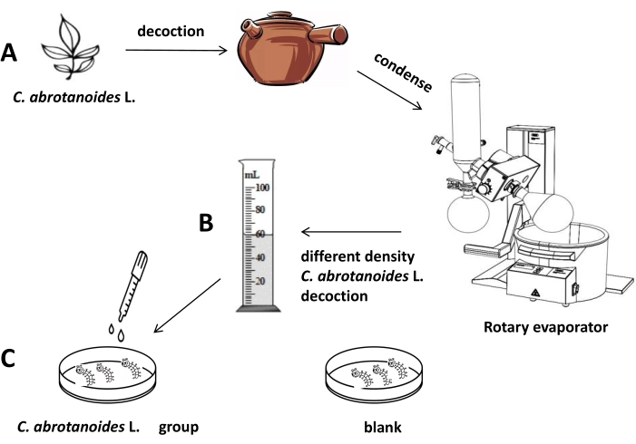C. abrotanoides L. decoction extraction; rotary evaporator; density testing diagram.