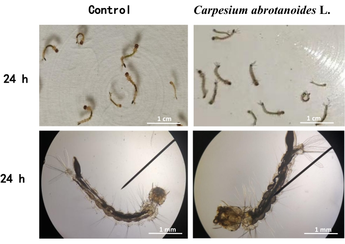 Carpesium abrotanoides L. larval development, 24-hour, microscope images, control comparison.
