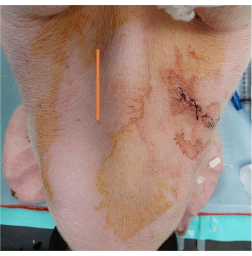 Surgical incision on animal skin with stitches; veterinary procedure; post-operative care.