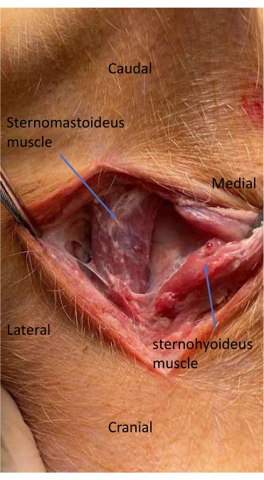Surgical anatomy diagram showing sternomastoid and sternohyoid muscles, cranial-caudal orientation.