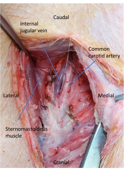 Dissection diagram showing internal jugular vein, carotid artery, sternomastoideus muscle in situ.